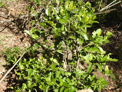 Cyclophyllum coprosmoides coprosmoides