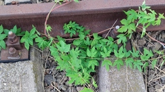 Humulus lupulus