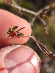 Darwinia biflora