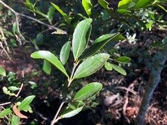 Elaeodendron australe australe