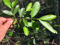 Elaeodendron australe australe