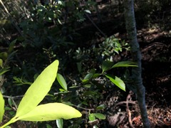 Elaeodendron australe australe