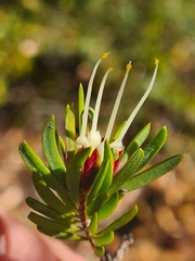Darwinia procera