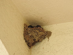 Hirundo rustica