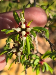 Darwinia procera