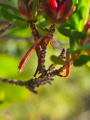 Darwinia procera