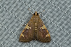 Rehimena phrynealis