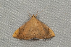 Hyalobathra coenostolalis