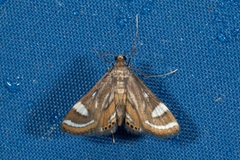Strepsinoma croesusalis