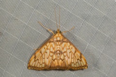 Neoanalthes pseudocontortalis