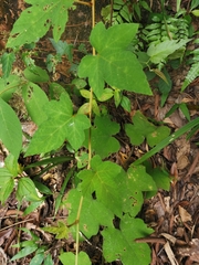 Rubus amphidasys