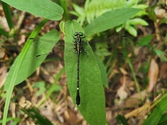 Leptogomphus sauteri