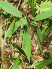 Leptogomphus sauteri