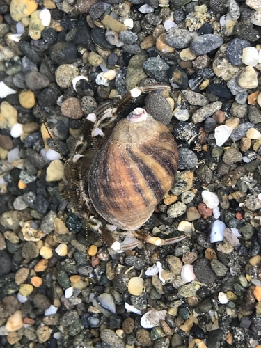 Pacific Hairy Hermit Crab, Chehalis River, Westport, WA, US, photo 8 of 10