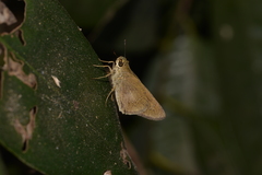 Pelopidas lyelli