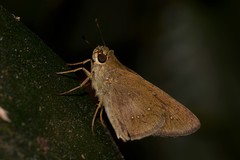 Pelopidas lyelli