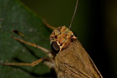 Pelopidas lyelli