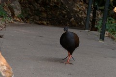 Megapodius reinwardt