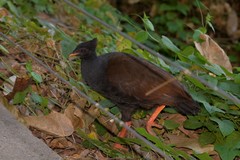 Megapodius reinwardt