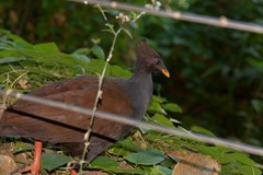 Megapodius reinwardt