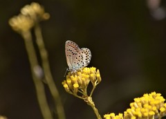 Plebejus bellieri