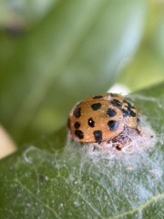 Dinocampus coccinellae paralysis virus