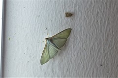 Stemorrhages sericea