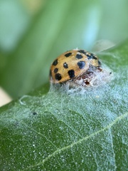 Dinocampus coccinellae paralysis virus