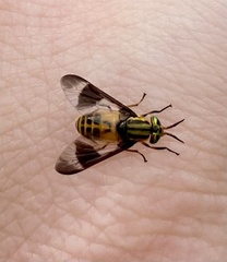 Chrysops geminatus