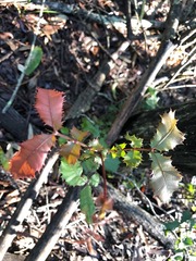 Alectryon subdentatus