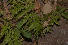 Polypodiaceae