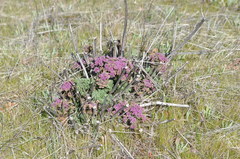 Lomatium columbianum