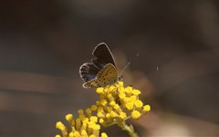 Plebejus bellieri