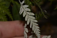 Polypodiaceae