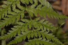 Polypodiaceae