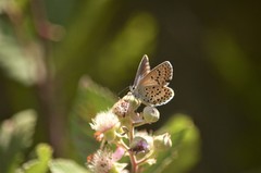 Plebejus bellieri