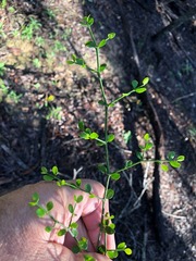Everistia vacciniifolia nervosa