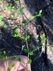 Everistia vacciniifolia nervosa