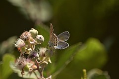 Plebejus bellieri