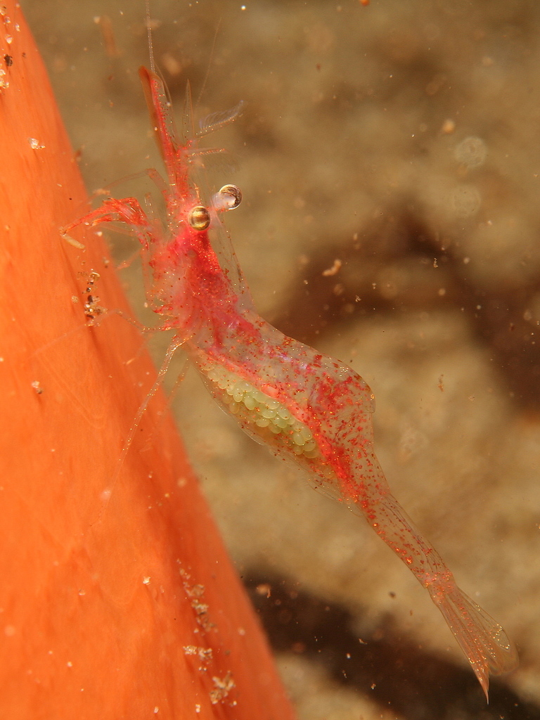 Elegant Coastal Shrimp