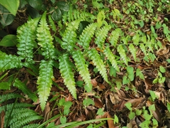 Microlepia krameri