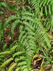 Microlepia krameri