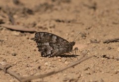 Hipparchia aristaeus