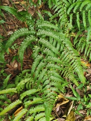 Microlepia krameri
