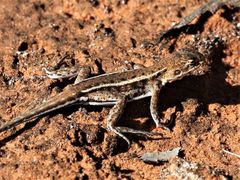 Ctenophorus spinodomus