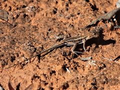 Ctenophorus spinodomus