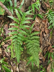 Microlepia marginata bipinnata