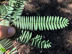 Acacia glaucocarpa