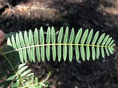 Acacia glaucocarpa