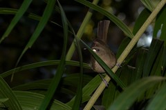 Stomiopera unicolor